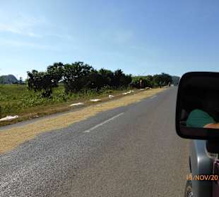 Reis wird getrocknet