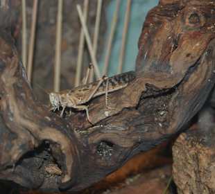 Zoo Warszawa