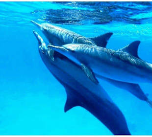 Delfinschwimmen Hurghada-Rotes Meer-Delfintour