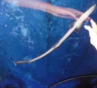 Röhren Aquarium Antalya 