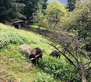Wandern Sesvennahütte Mals/Malles Venosta