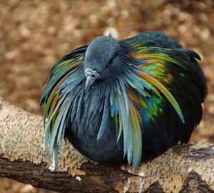Schöner Stadt Zoo Fuengirola