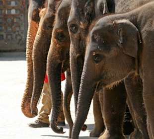 Elefantenshow