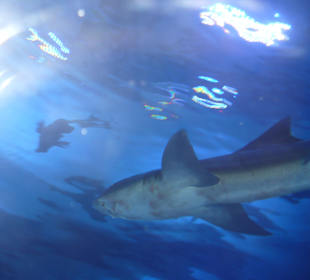 Röhren Aquarium Antalya 