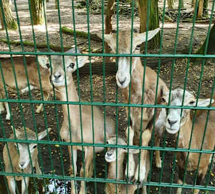 Wildpark Mainz-Gonsenheim