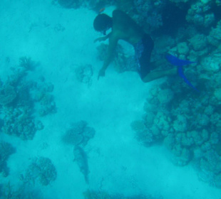 Großer Kugelfisch auf dem Grund