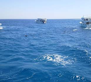 Delfine zwischen den Booten