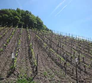 Impressionen Kräuterweg in Assmannshausen