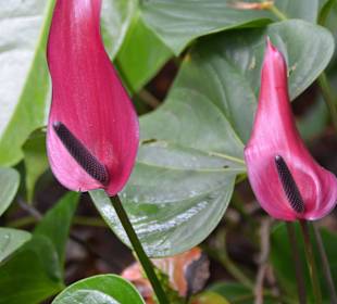 Hawaii Tropical Botanical Garden