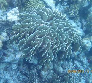 Anemone mit Clownfifchen