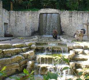 Schöne Gehege für Bären