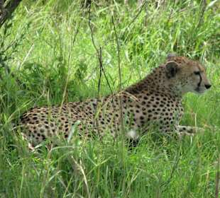 Gepard