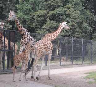 Zoo Warszawa
