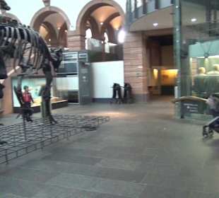 Dinosaurier