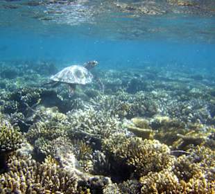 Am Hausriff Athuruga