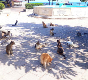Katzen im Forodhani Park