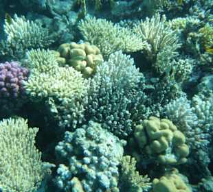 Korallenriffe