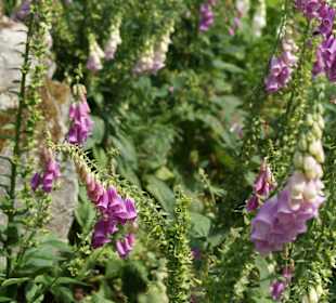 Natur pur an der Blidingsholmer Brücke