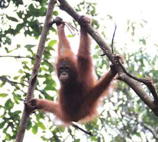 Junger Orang Utan