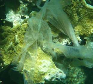 Plastiktüten überall