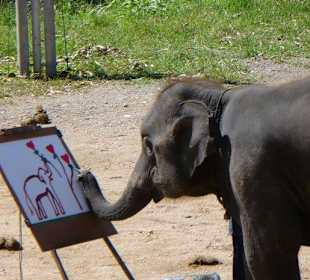 Suda malt wunderschön