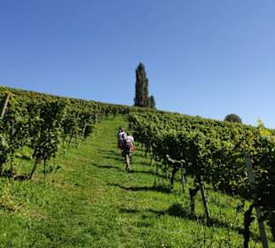 Durch den Weingarten