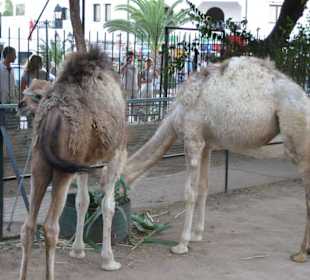 Zoo in Port el Kantoui