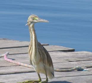 Parc Natural im Ebrodelta Spain
