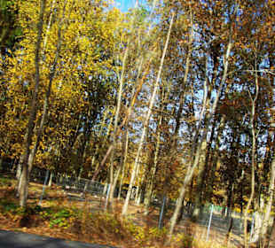 Hier kann man die Hirsche sehen