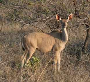 Krüger Park, Kudu