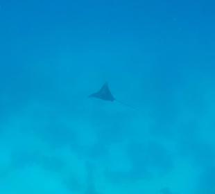 Rotes Meer/Red Sea - Hurghada - Adlerrochen