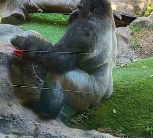 Loro Parque