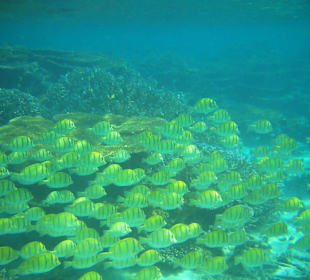 Fische auf der Strandseite
