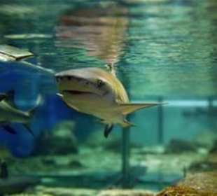 Hai aus dem Sea Star Aquarium