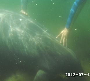 Ein Manatee-Baby zum Anfassen