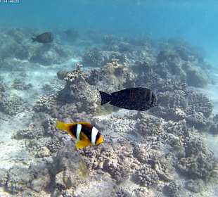 Schnorcheln Marsa Alam