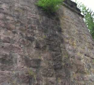 Burgruine Sterneck