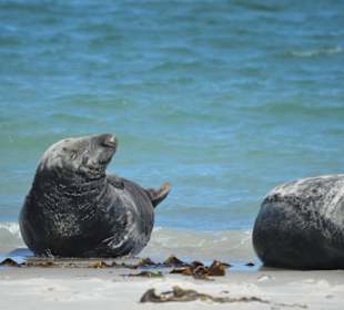 Auf der Düne  mit Teleob! 30 Meter Abstand halten!