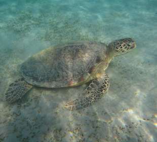 Schildkröte