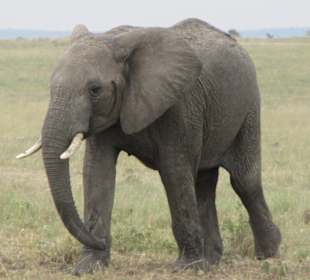 Elefant / Masai Mara