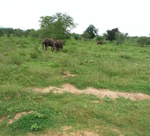 Elefantenreiten Sigiriya