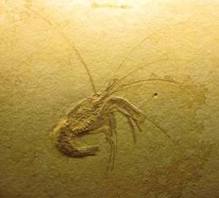 Garnele Ager tipularius