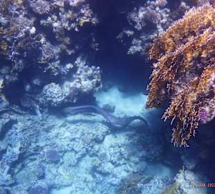Schnorcheln Marsa Alam