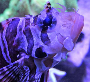 Impressionen aus dem Aquazoo Löbbecke Museum