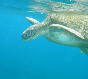 Schildkröte Abu Dabbab