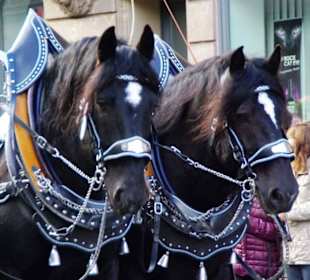 Knoblauchsland Fürth