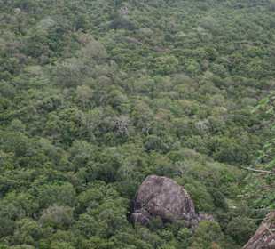 Blick auf den Dschungel