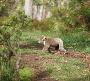 Koala im "Cape Otway NP"