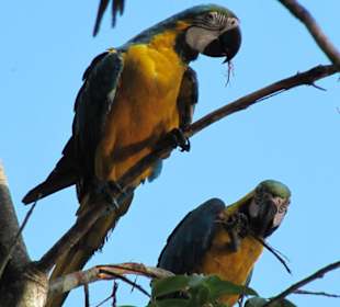 Bewohner von Camp Eco