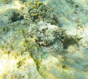 Steinfisch am Hausriff Three Corners Fayrouz Plaza Beach Res